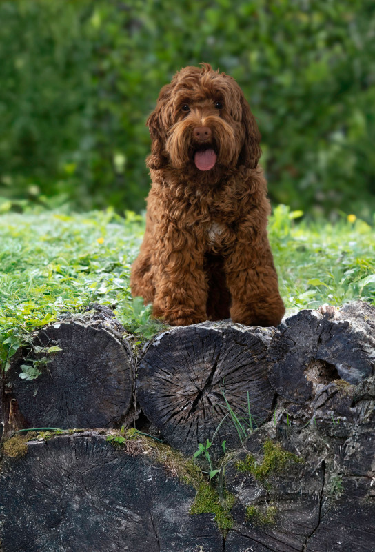 Foto van Coco
