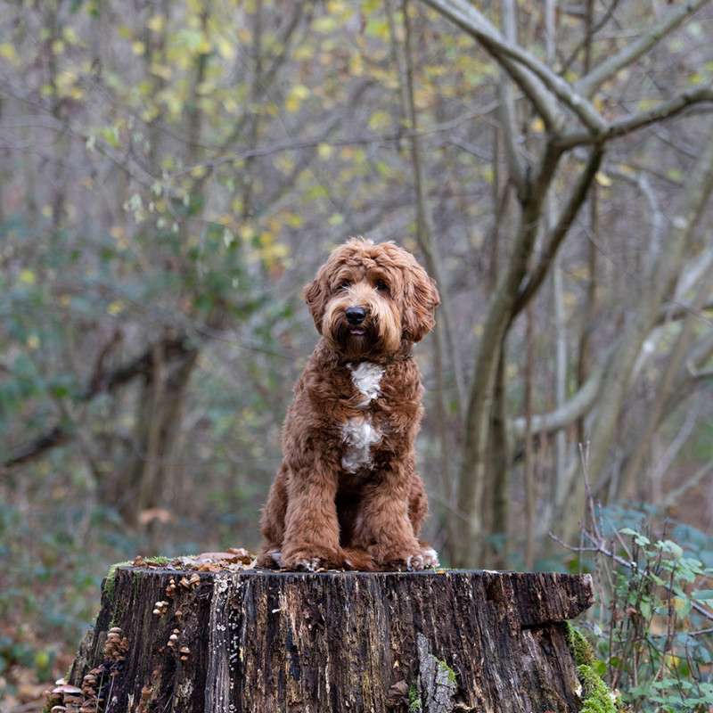 Foto van Charlie