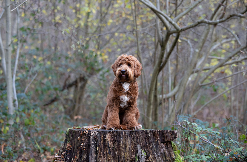 Foto van Charlie
