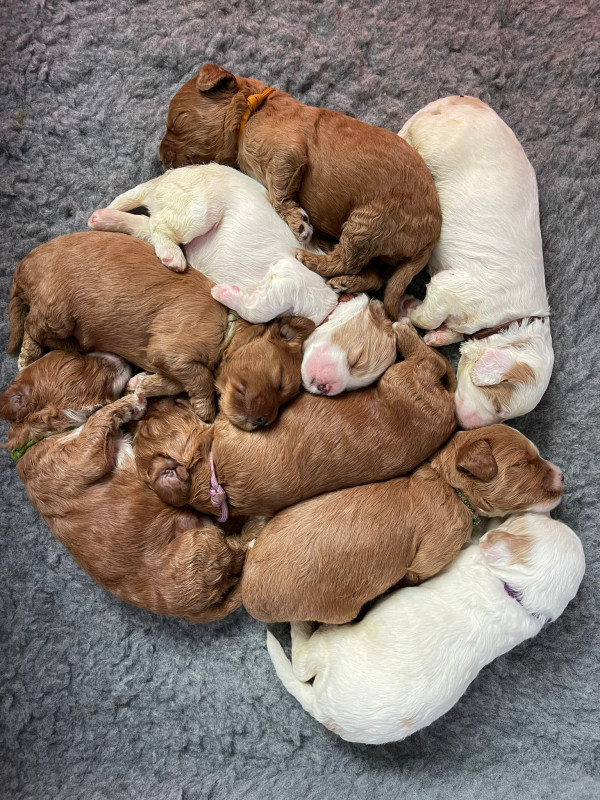 Foto van Donna x Shiro