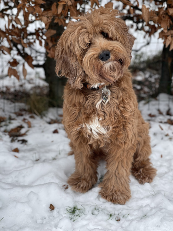 Foto van Bella