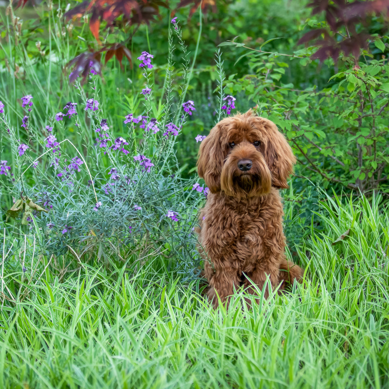 Foto van Cooper
