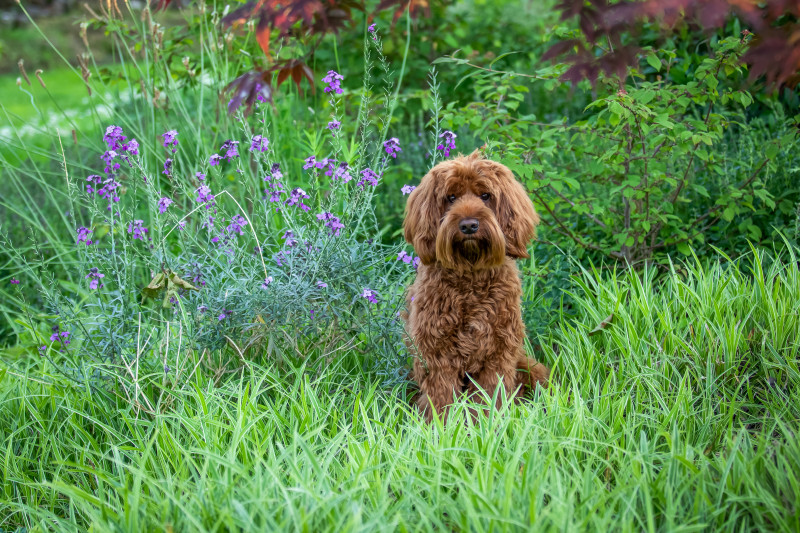 Foto van Cooper