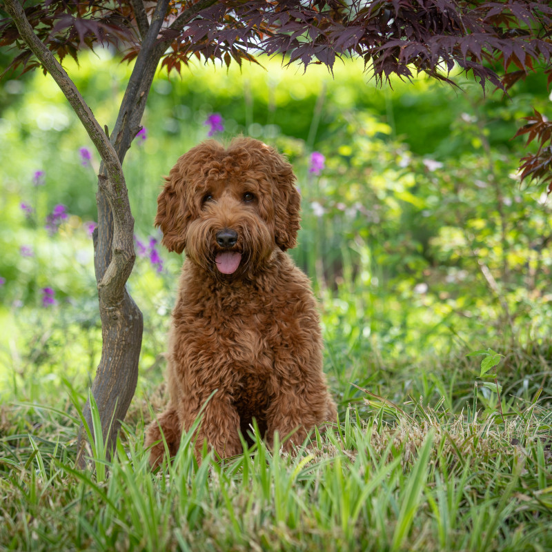 Foto van Tommy junior