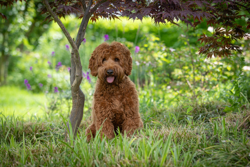 Foto van Tommy junior