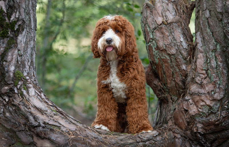 Foto van Cody