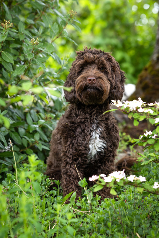 Foto van Shoko (Assie)